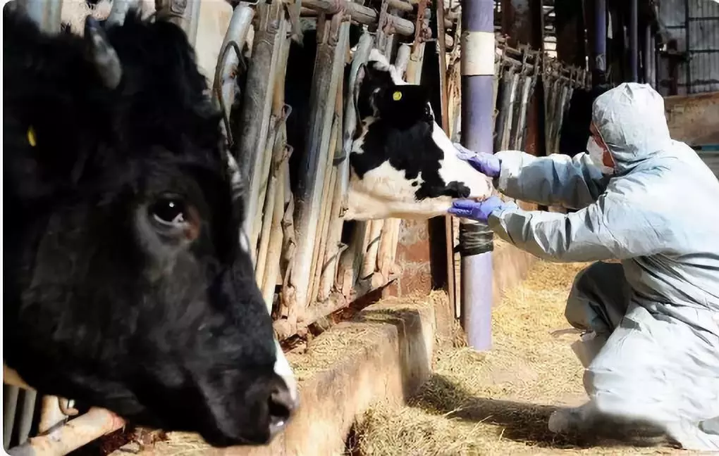 最新！安徽宣城發生非洲豬瘟疫情 炭疽豬瘟瘋牛病之間有關聯嗎