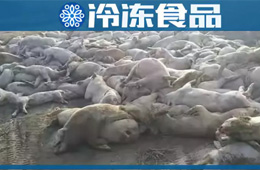 農(nóng)業(yè)農(nóng)村部通報河北首例非洲豬瘟疫情！“豬”又告急，“肉”更難安！