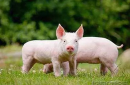  看好“二師兄”錢景，唐人神擬投資3億元建生豬養殖屠宰項目