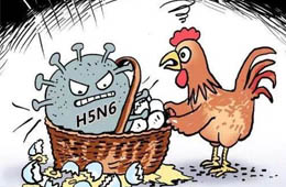 新疆發(fā)生一起H5N6禽流感疫情，已撲殺11910只