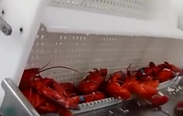 實拍龍蝦流水線，看一只蝦怎樣被大卸八塊