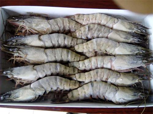 越南蝦價格恐將上漲！下半年需求量強勁增長，出口呈現復蘇跡象