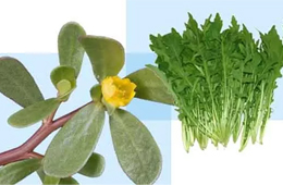 薺菜之后，蒲公英、馬齒莧入餡，野菜概念類產(chǎn)品能否野蠻生長？