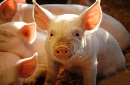 雛鷹農(nóng)牧VS牧原股份：河南兩兄弟，同養(yǎng)豬怎就不同命？