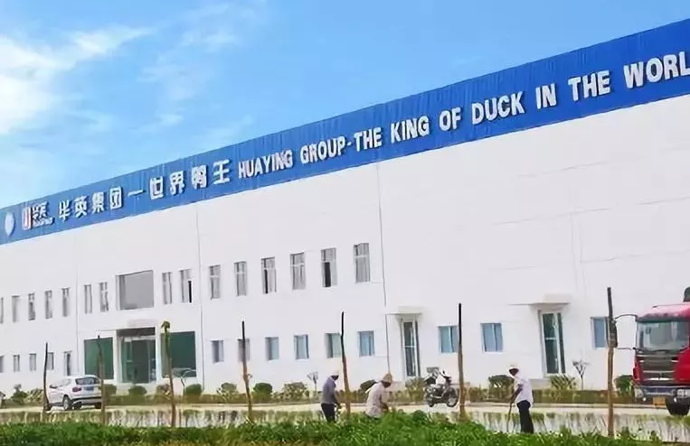 “鴨王”華英售賣肉雞板塊，“雞王”圣農(nóng)業(yè)績大增236.91%