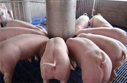 關注丨養豬暴富！溫氏股份2019年預計凈利138億元~143億元