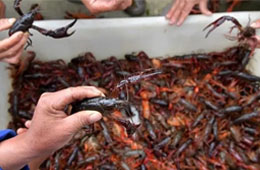 活蝦價(jià)格猛跌5成，出口訂單銳減6成，疫情下的小龍蝦還能“火”嗎？