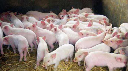 1587544369221555.png zhu (1).png