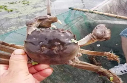 大閘蟹銷量同比漲3倍！平均售價卻首次下降超3成！