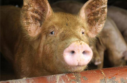 二師兄坐“火箭”，26地豬價飄紅，到底要沖到多少錢呢？