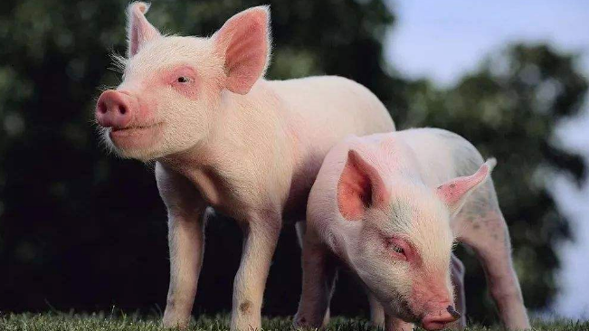 豬價進入過度上漲一級預警區間；第六批國儲肉即將投放