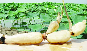 安井、正大、雙匯、荷仙、華貴等爭(zhēng)相入局，蓮藕預(yù)制菜為啥如此受歡迎？