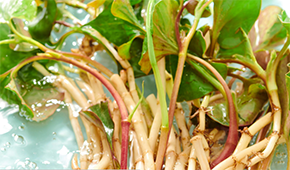 香菜面、折耳根拌面、辣條拌面…揭秘白象“瘋感”產品的設計故事